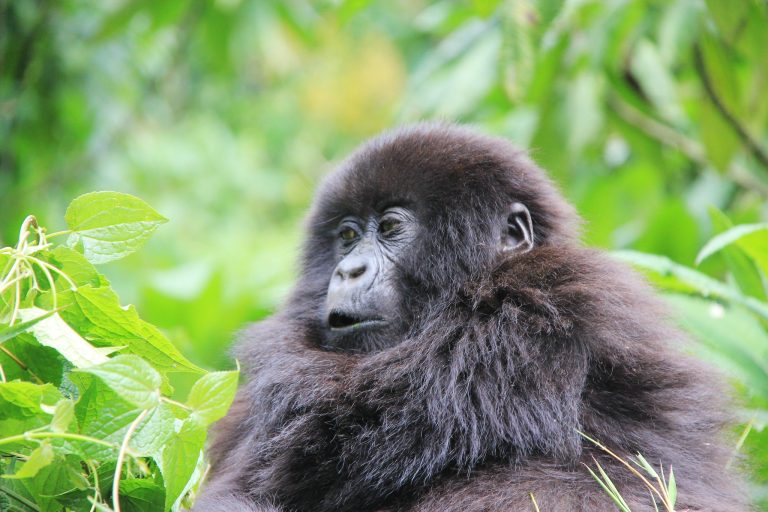 Rwanda Safaris