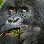 Gorilla Trekking vs Habituation Experience