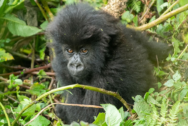 2 Day Gorilla Trekking Uganda