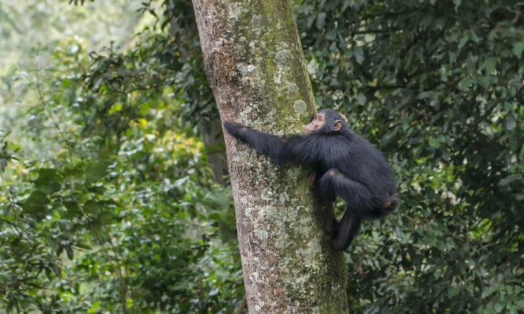 Nyungwe Forest National Park
